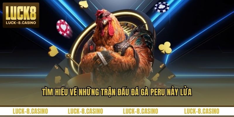 Đá Gà Peru - Đấu Trường Kịch Tính Của Các Chiến Kê