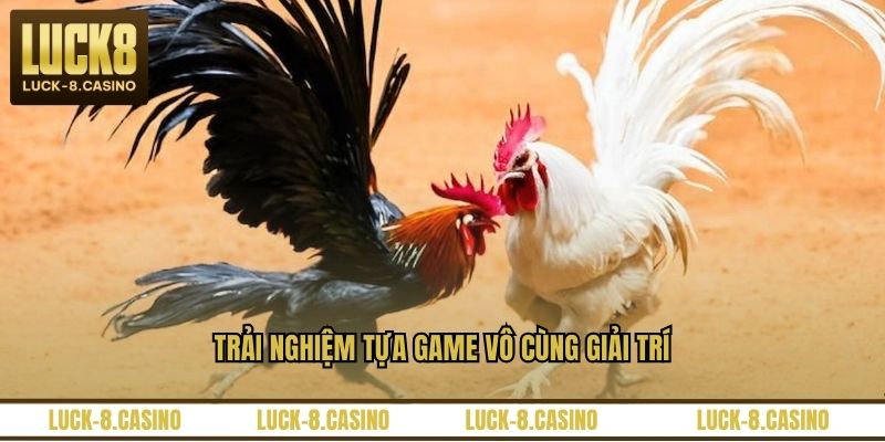 Đá Gà Trực Tiếp C3 – Trải Nghiệm Xem Đá Gà Đỉnh Cao