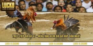 Đá Gà LUCK8 - Đấu Trường Trực Tuyến Đỉnh Cao Năm 2026