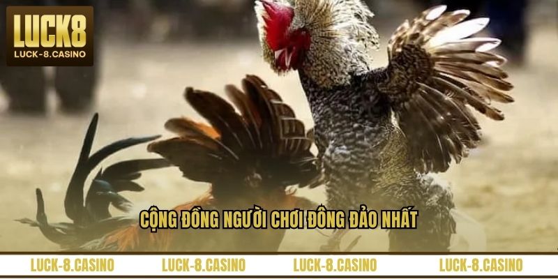 Trực Tiếp Đá Gà 67 – Nền Tảng Xem Đá Gà Hấp Dẫn Nhất